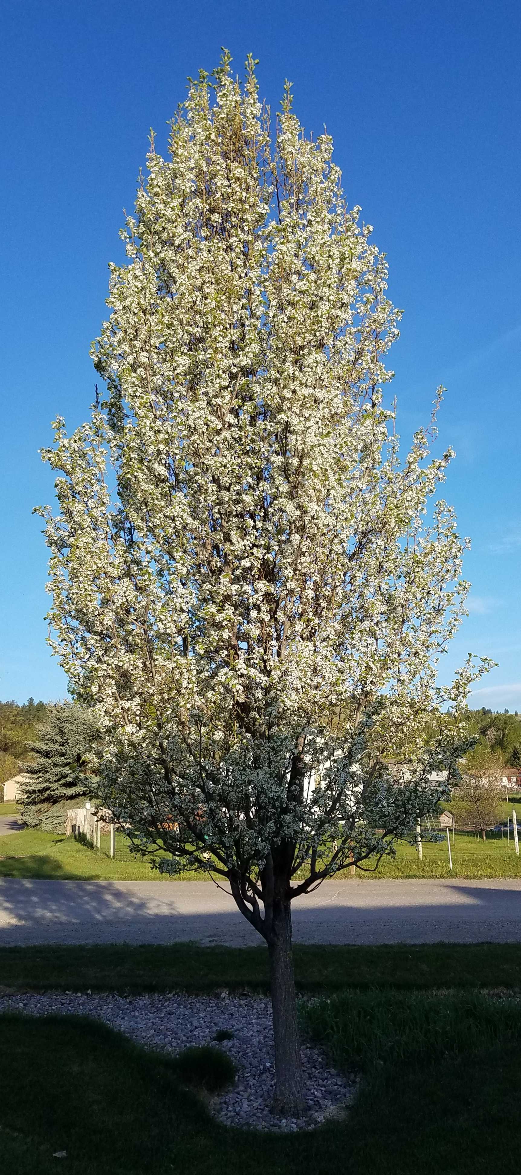 Spring Is Blooming Finally May 13 2019 By Jamethiel Actifit